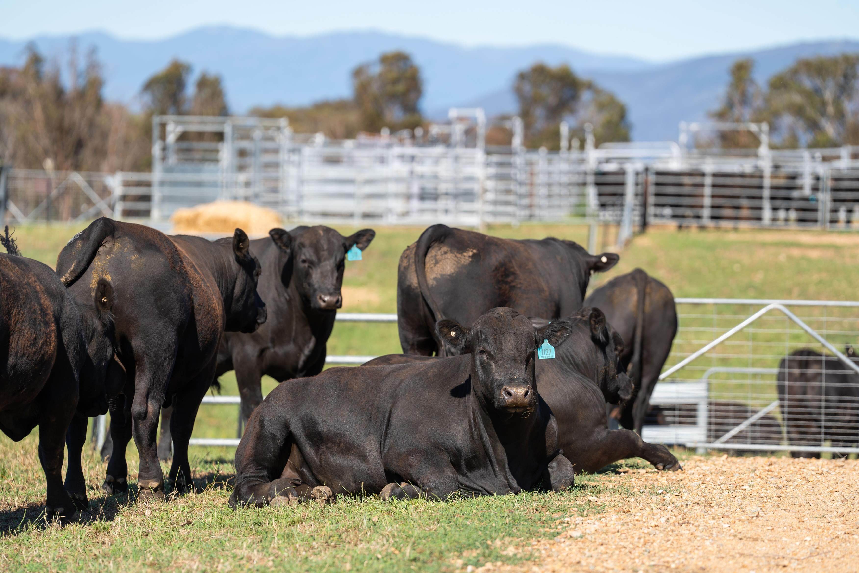 PAVEY ANGUS CUDGEWA-06839