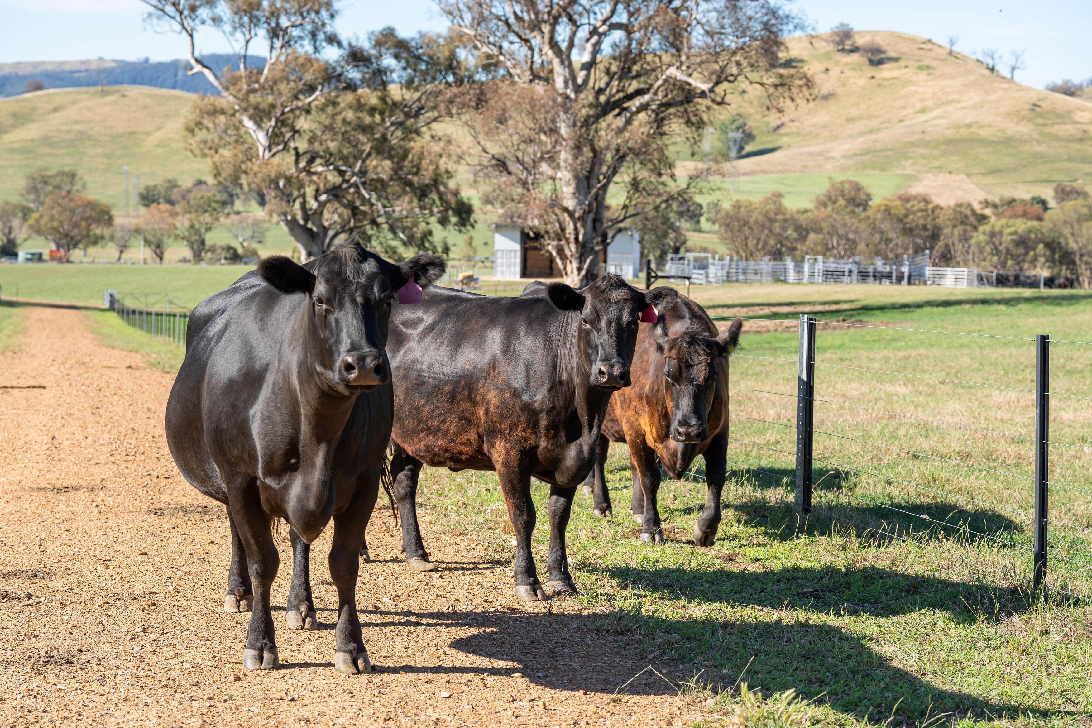 PAVEY ANGUS CUDGEWA-07064