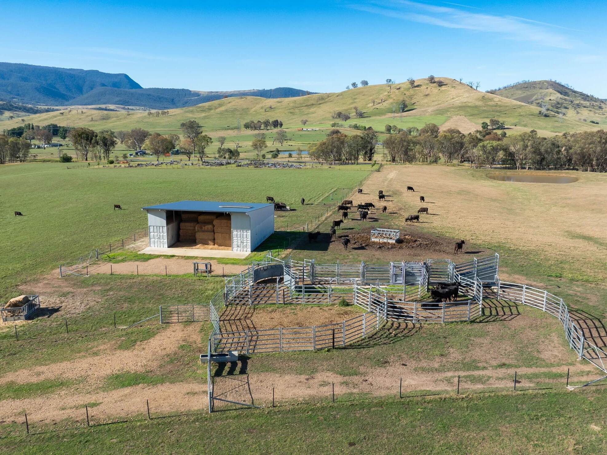 PAVEY ANGUS CUDGEWA-0449