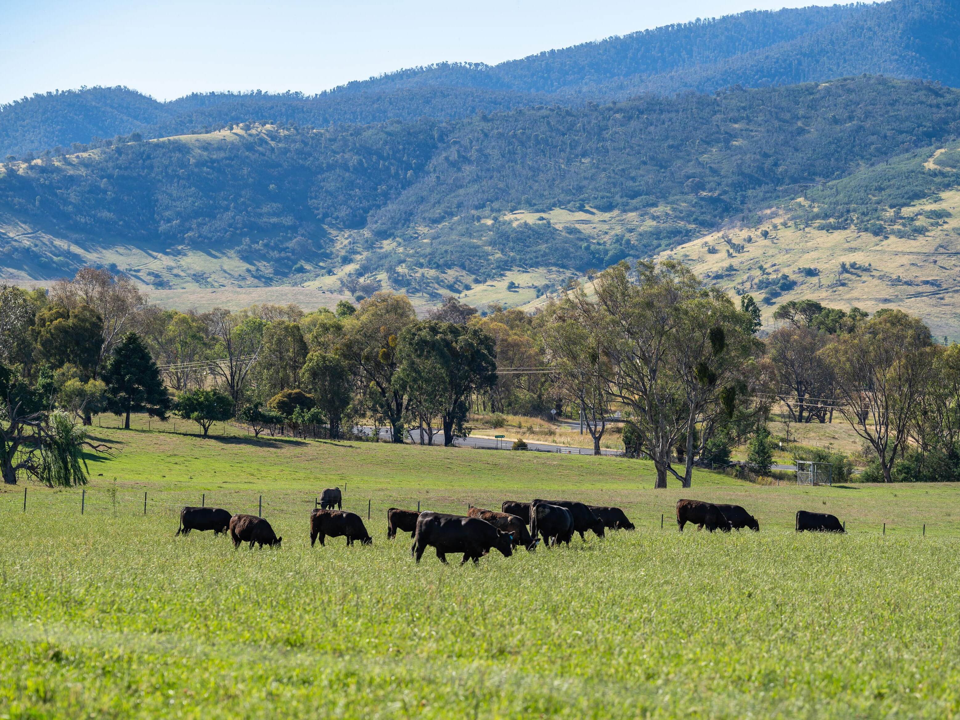 PAVEY ANGUS CUDGEWA-07079